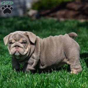 Indigo Pearl, English Bulldog Puppy